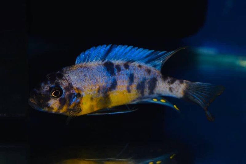 Maylandia fainzilberi 'Makonde'